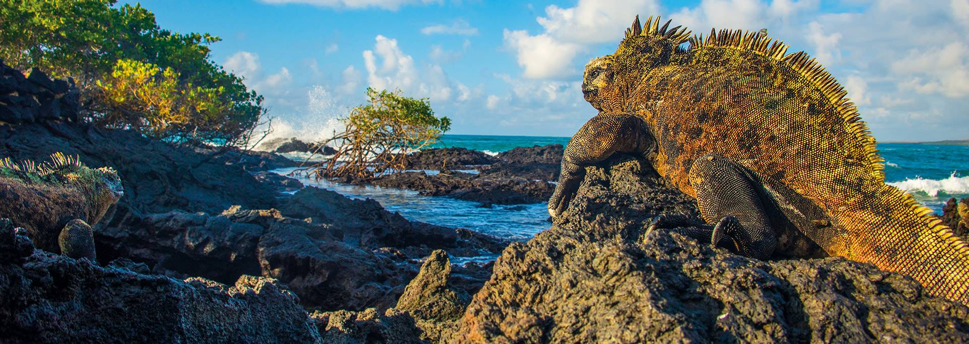 Komodo Dragon sat on a rock