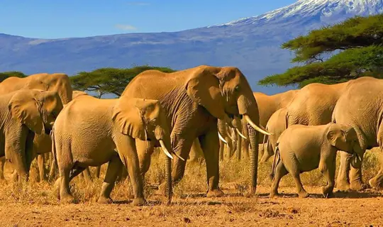 Elephants in the African Savannah, Tanzania