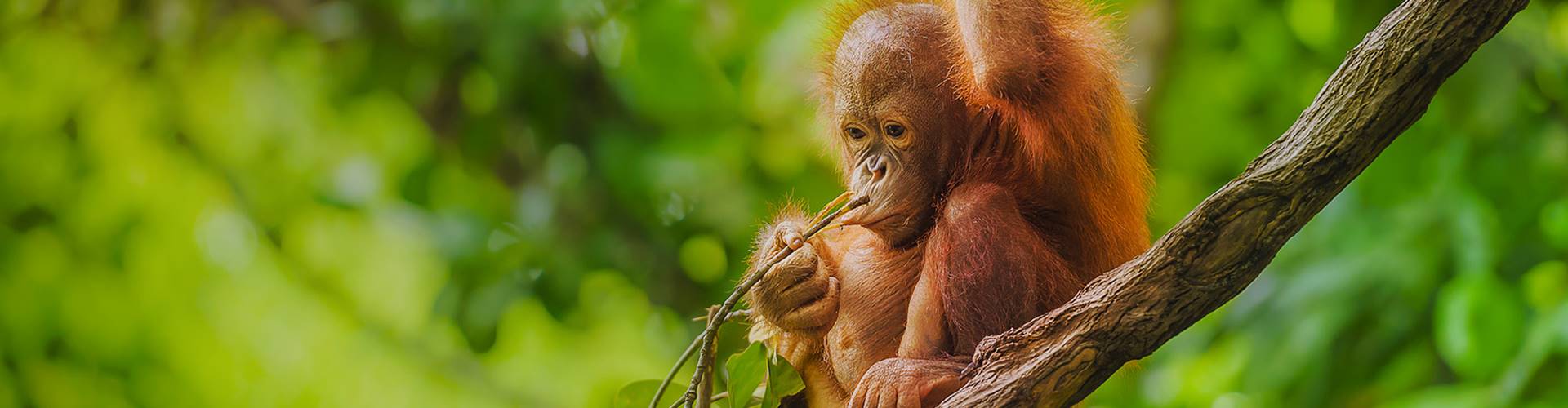 Baby orangutan sat in a tree, Borneo