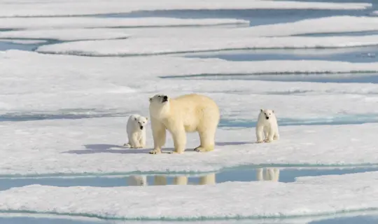 Where to see Polar Bears - Svalbard family of polar bears