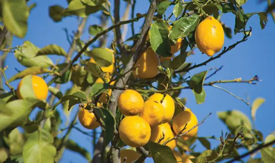 Lemon Tree, Sorrento, Italy