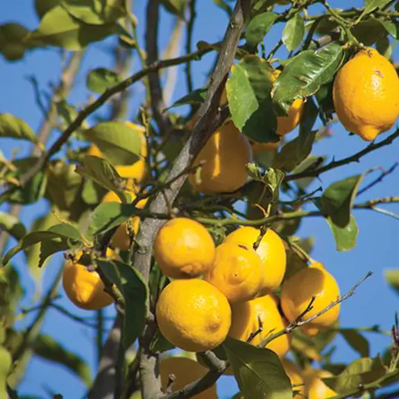 Pompeii Sorrento And The Bay Of Naples