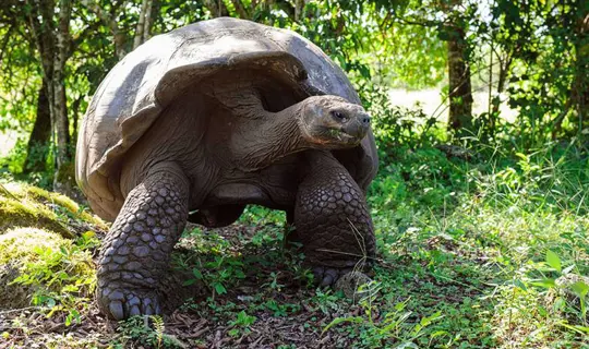 Galapagos Islands Tortoise