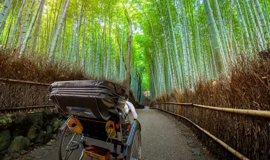 Arashiyama's bamboo forest, Japan