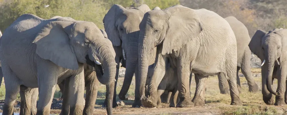 South Africa Elephants