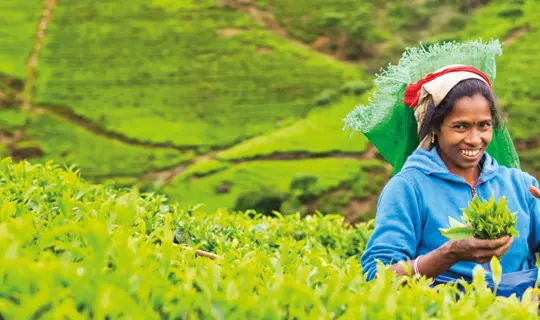 Sri Lanka Tea Planation