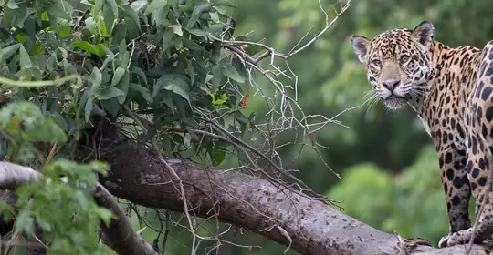 Jaguar, Costa Rica