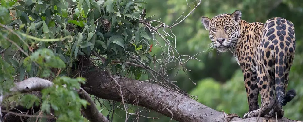 Costa Rica Jaguar