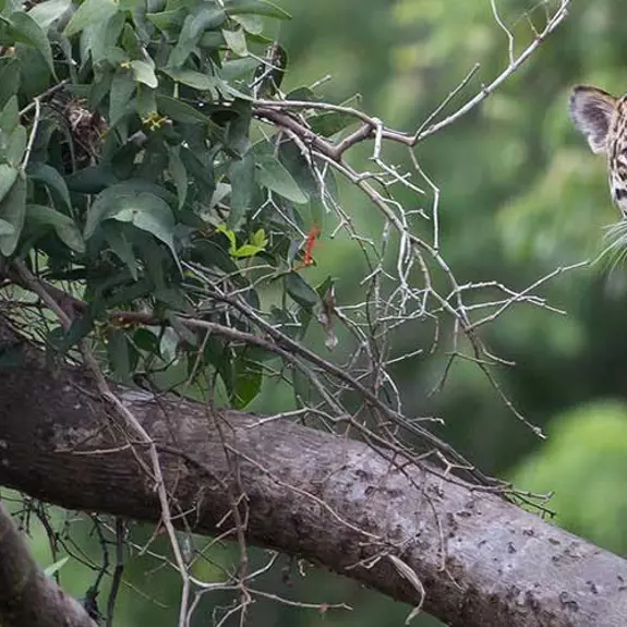 Costa Rica Jaguar