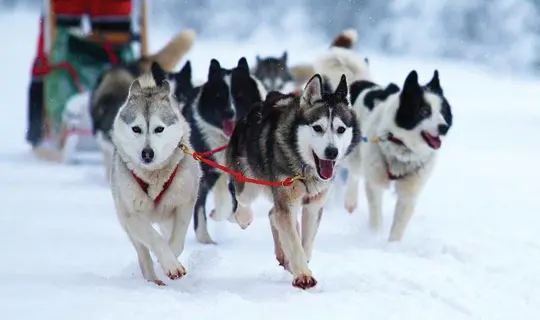 Norway husky excursion
