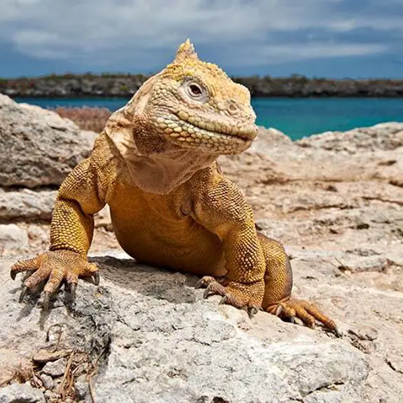 Galapagos Iguana