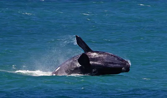 hermanus whale spotting