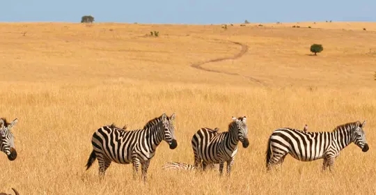 Zebra grazing in Savannah, Kenya