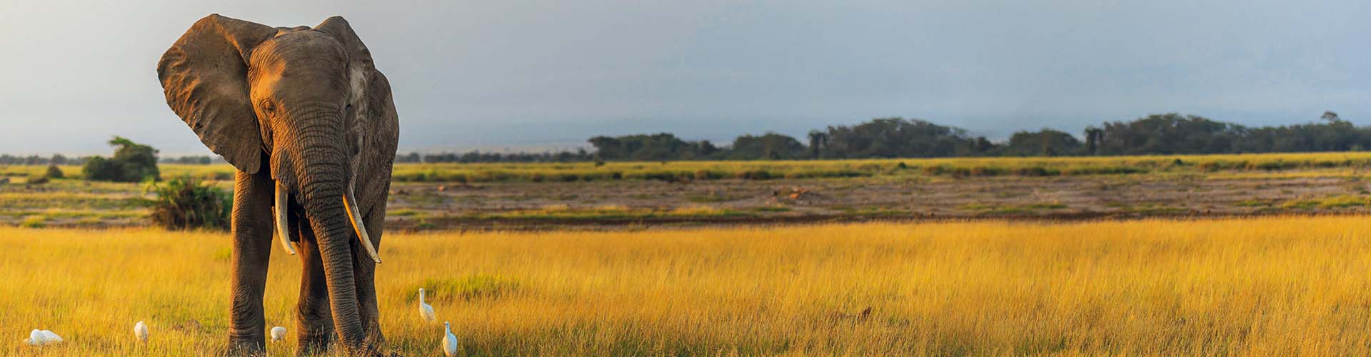 Animal Welfare Banner