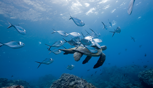 Sea life galapagos