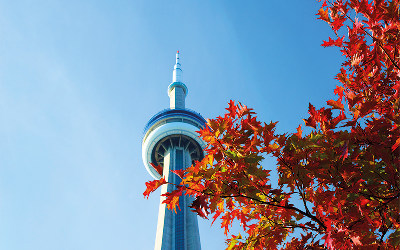 Canada Toronto Autumn 800X500