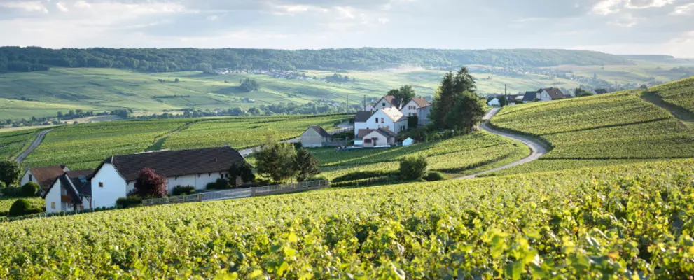 Champagne and Burgundy Region Guide - a view of a sunny vineyard