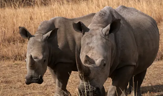 South_Africa_Rhino_Mabula.JPG