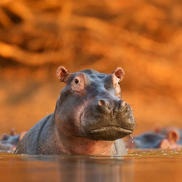 Livingstone's Africa square 3.jpg