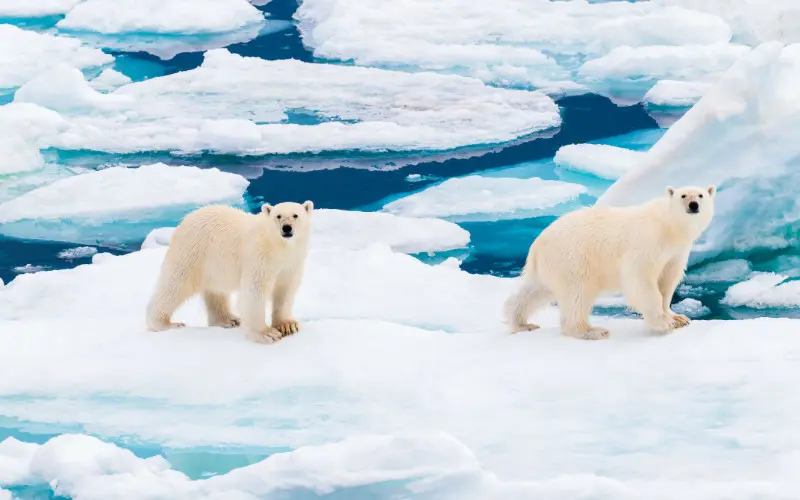 Polar bears on the ice - cruise Svalbard, Norway