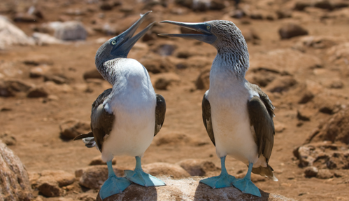 blue footed galapagos bird